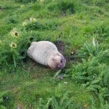 Attaque de loup à Bagnes